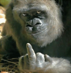 Un gorila simpàtic